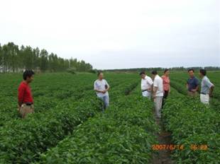 07年到農(nóng)二師25團(tuán)試驗(yàn)地.jpg