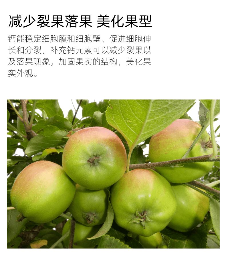 鈣作用4.png 鈣作用4.png